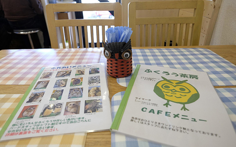В гостях у сов: необычное кафе в Японии