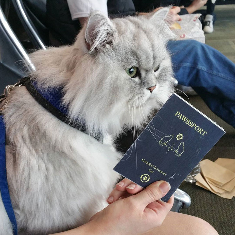 У этого кота есть даже собственный паспорт! 