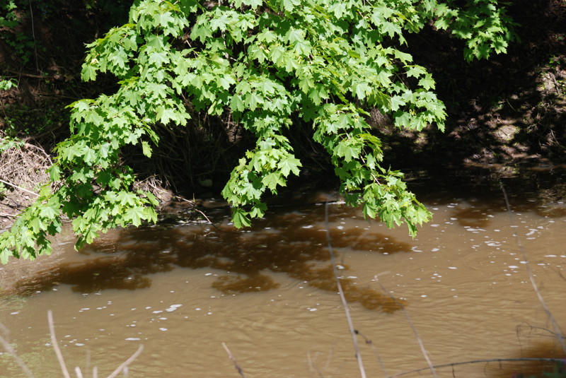 Часто голавля можно найти под нависшими кронами деревьев, т.к. с них в воду падает много пищи.