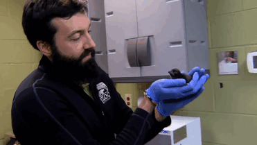 В американском зоопарке новорожденного пингвина назвали "Боуи"