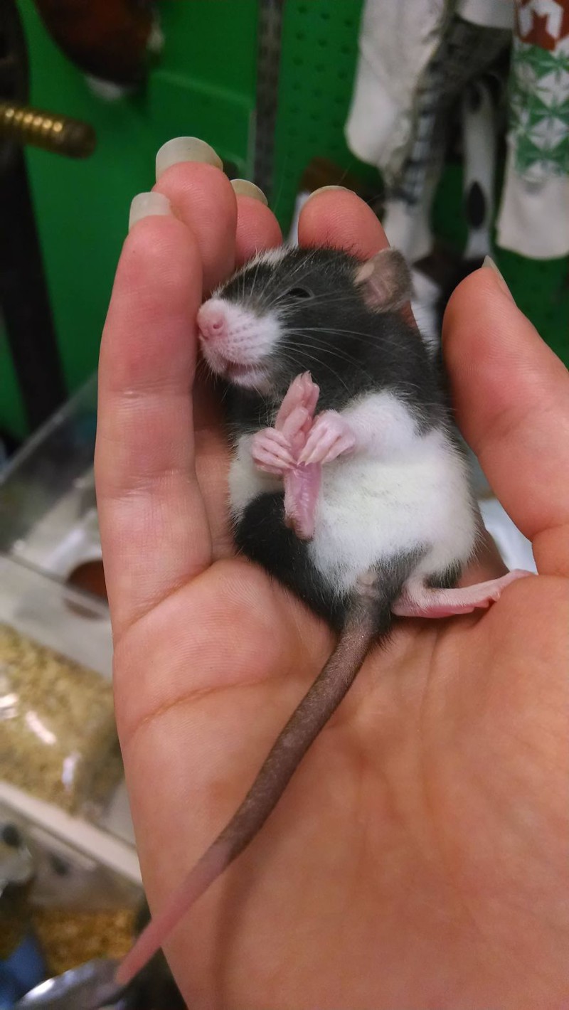 Домашние крысы - самые милые животные! Не верите? Смотрите сами