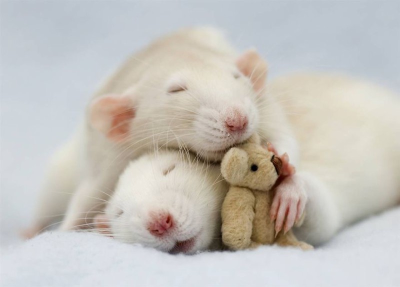Домашние крысы - самые милые животные! Не верите? Смотрите сами