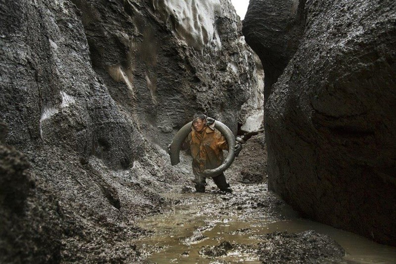 Древние якуты принимали торчащие из земли бивни мамонта за рога мифического Быка холода