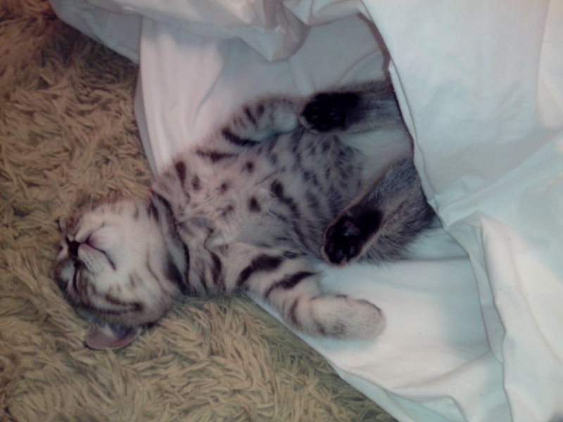 Здоровый кошкин сон- спит как младенец
