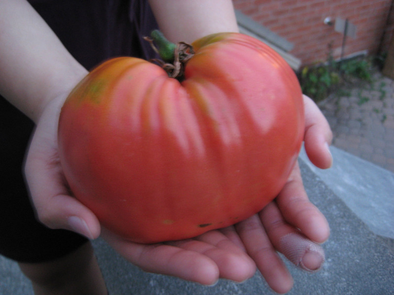 Действительно большой помидор.