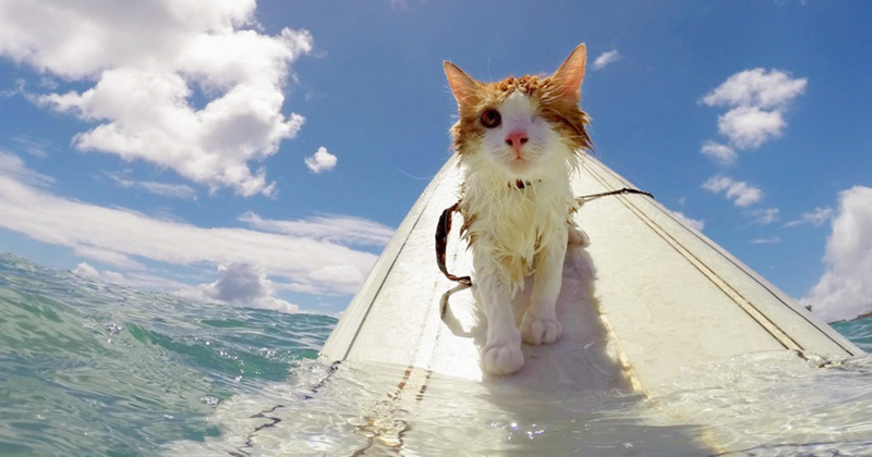 Одноглазый кот, занимающийся серфингом на Гавайях