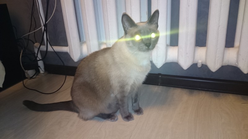 У кота голубые глаза, но один раз получилось так: