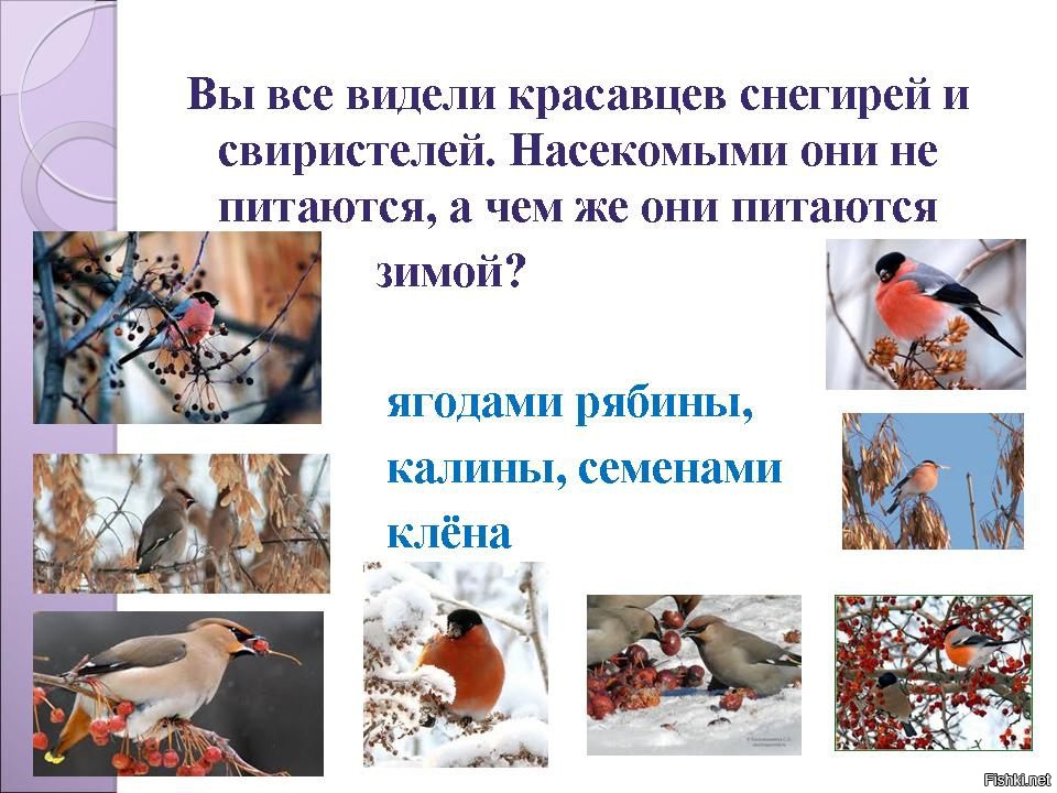 Какие взаимоотношения между организмами показаны на рисунке снегирь и рябина