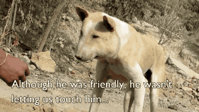 Когда волонтеры увидели этого пса и позвали его к себе, они заметили, что левая сторона его морды была невероятно опухшей