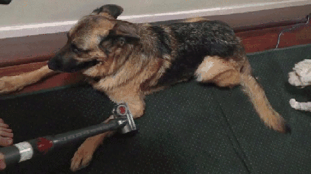 собачья радость