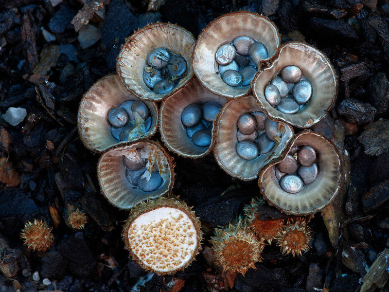 Бокальчик полосатый (Cyathus striatus)