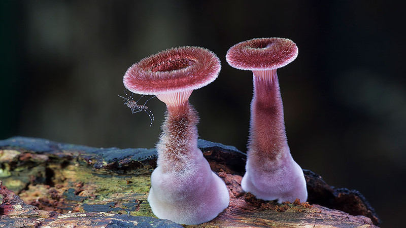 Мохнатый гриб (Panus Fasciatus)