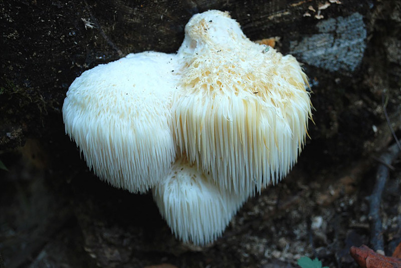 Ежевик коралловидный (Hericium coralloides) 