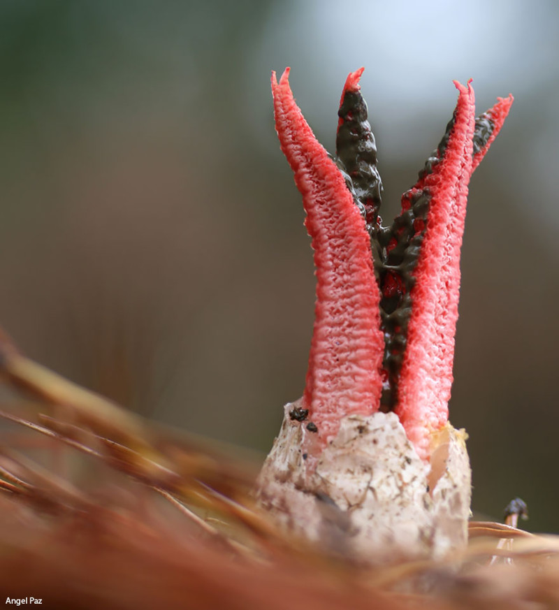 Антурус Арчера (Clathrus Archeri)