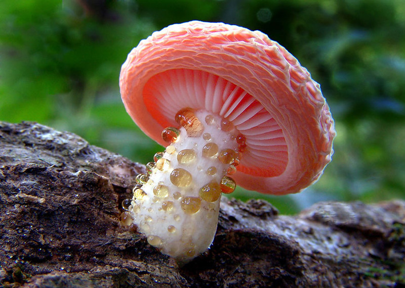 Родотус дланевидный (Rhodotus Palmatus)