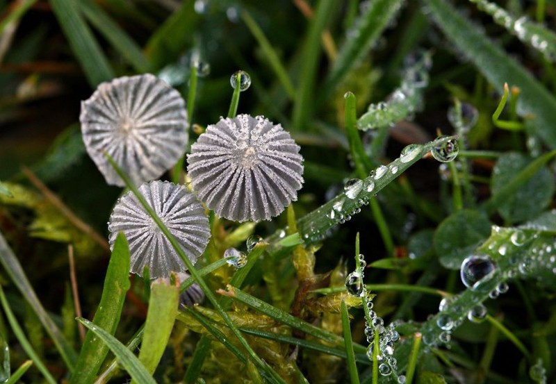 Копринус / Навозник (Coprinus Cordisporus)