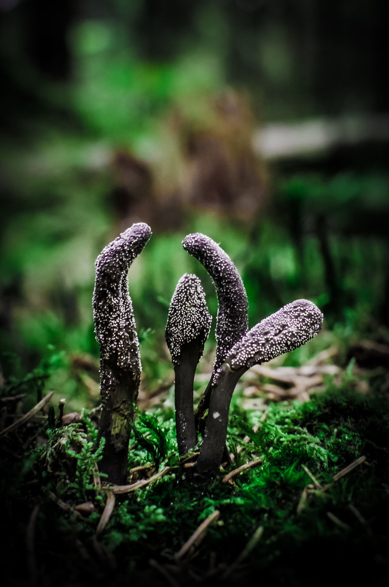 Ксилярия гипоксилон (Xylaria hypoxylon)