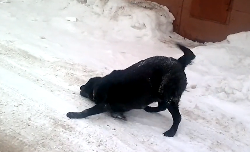 Пёс радуется снегу