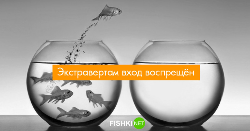 Тест: К какому подтипу интровертов отнести вас? (5 результатов)