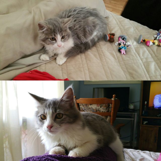 До и после. Фото животных, которые обрели "свой" дом