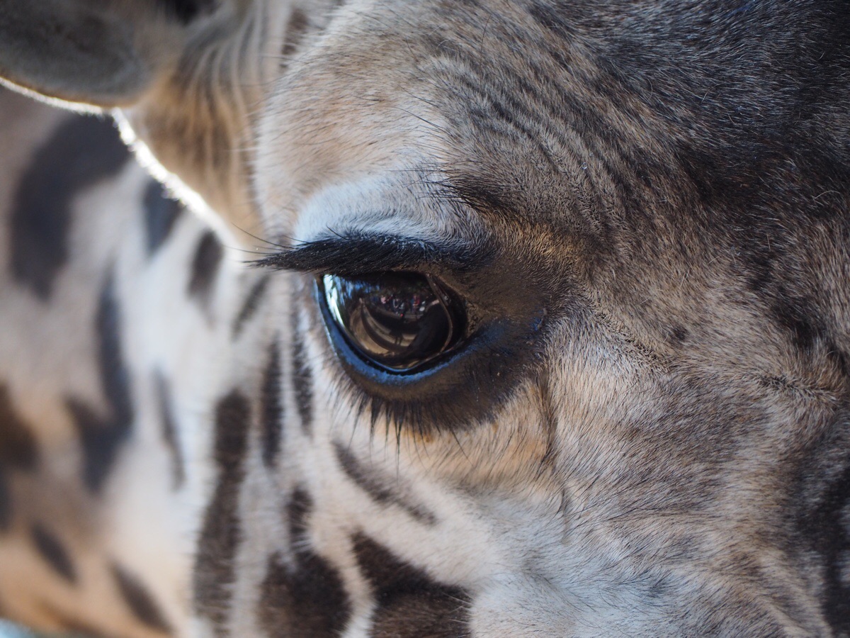 Какие глаза у зверей. Глаза жирафа. Красивые глаза животных. Зрачок жирафа. Необычные глаза животных.