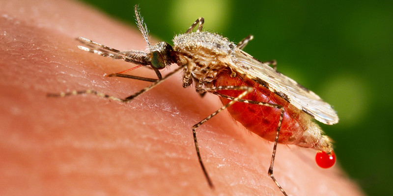 Номер 2. Малярийный комар