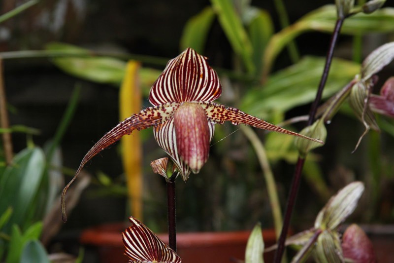 4. Орхидея «Золото Кинабалу»