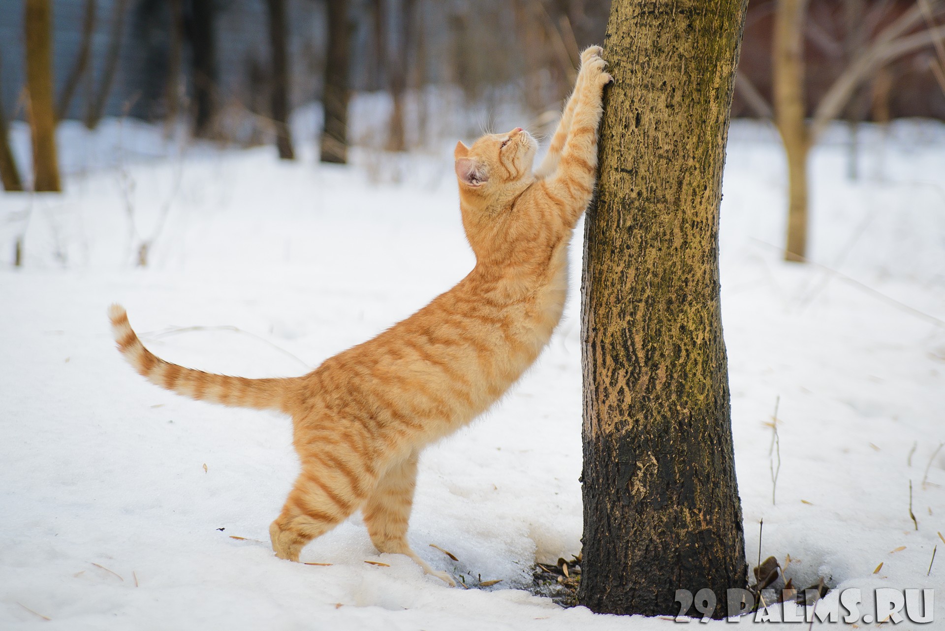 Кот потягивается на снегу