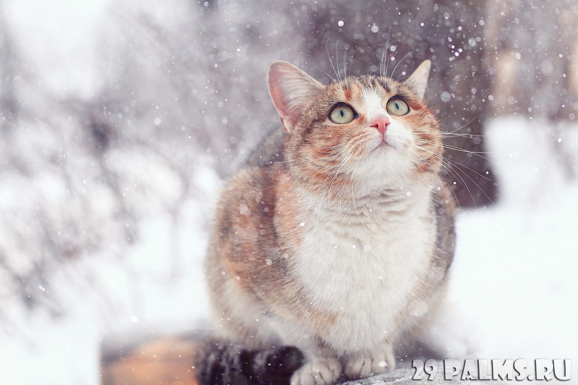 Кошки зимой Эстетика