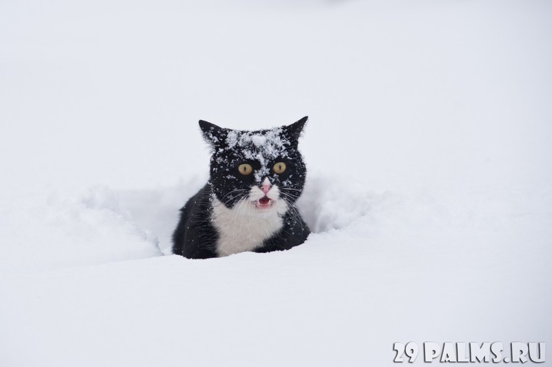 Зимние коты