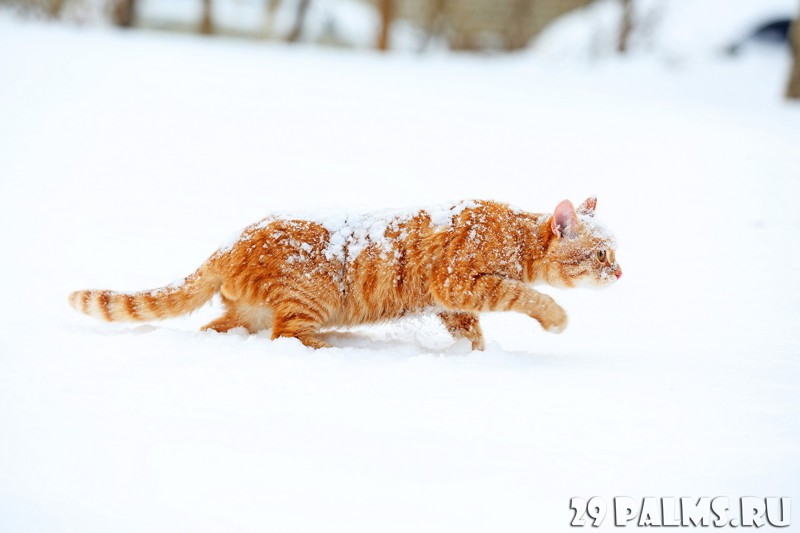 Зимние коты