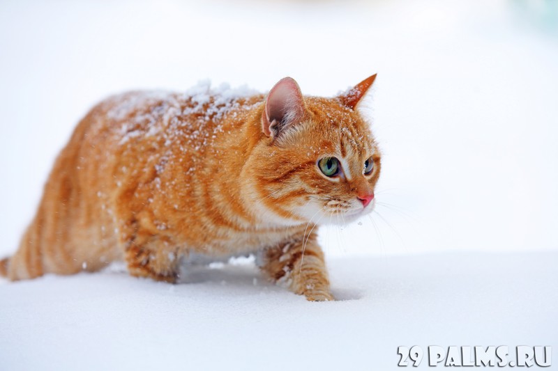 Зимние коты
