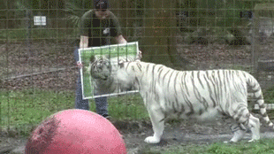 Как животные реагируют на свое отражение в зеркале