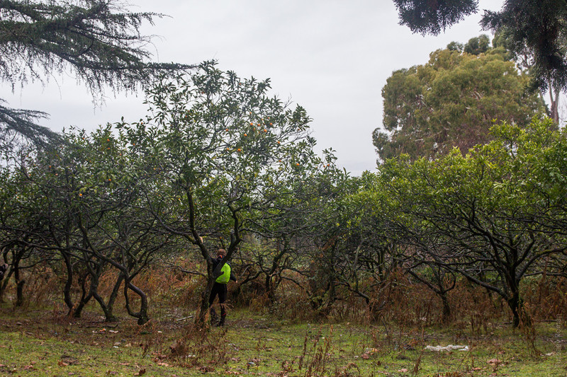 Заброшенные мандариновые сады в Эшере