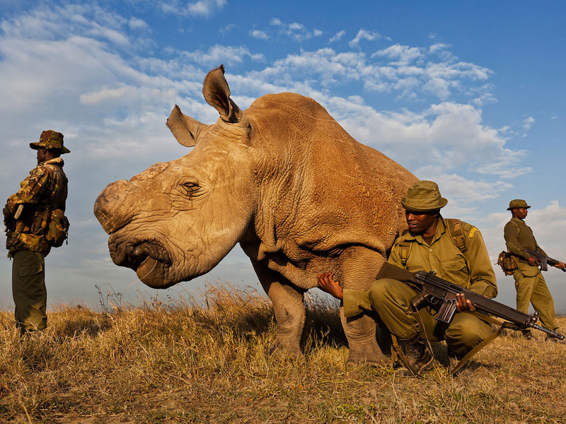  Отряд кенийских рейнджеров охраняет белого носорога от браконьеров: