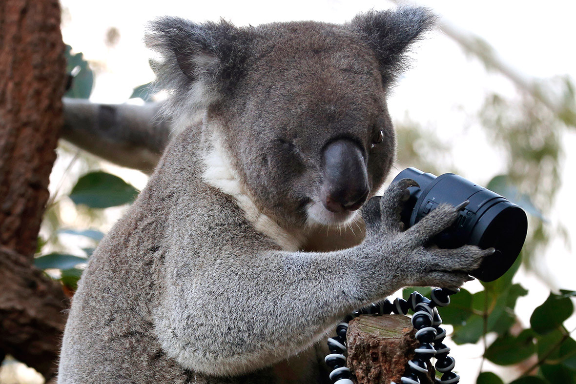 Коала рука. Животные Австралии коала. Коала эвкалиптовый мишка. Смешная коала. Коала интересные факты.