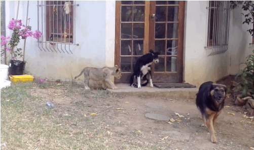  Как львенок напугал собаку