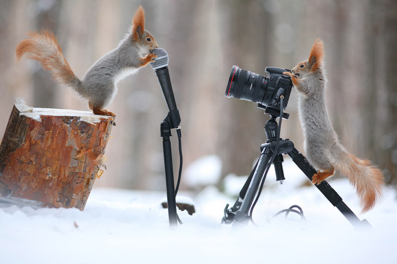 Животные в фотографиях