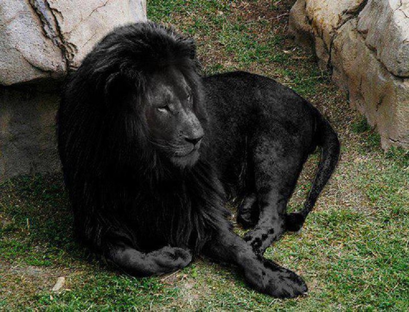 Чёрный лев.
