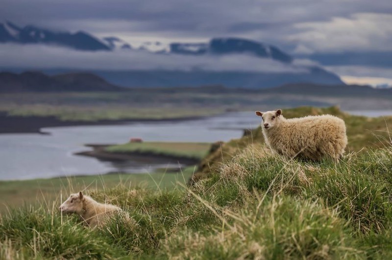 Фотографировали диких овец в Исландии