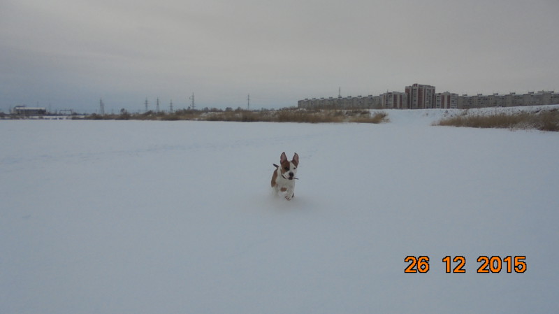 Собачье счастье