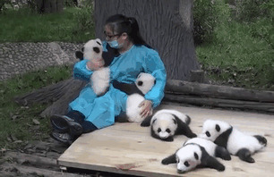 Лучшая работа в мире: обнимай панд и получай 32 тыс.$