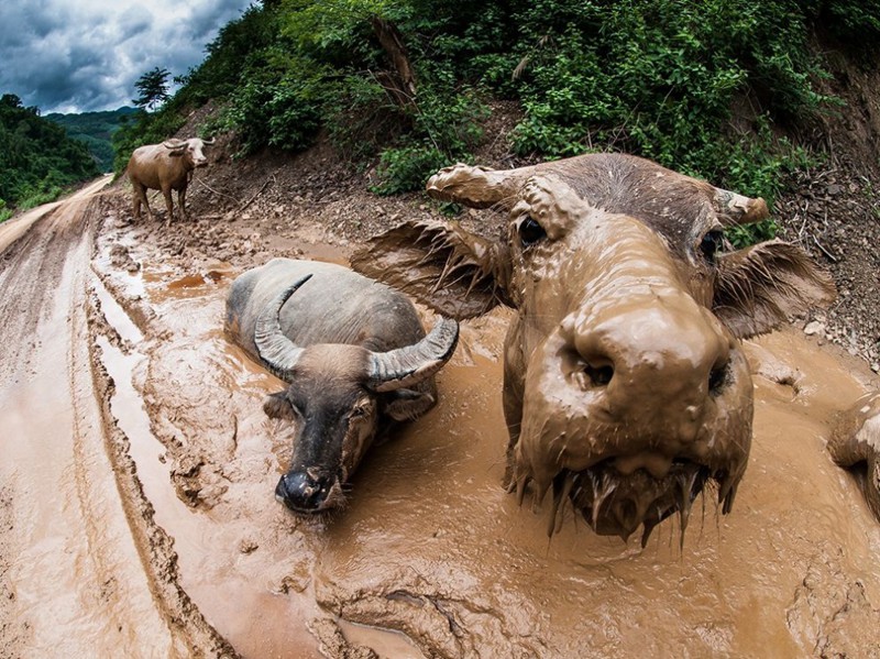 15 лучших кадров января от National Geographic