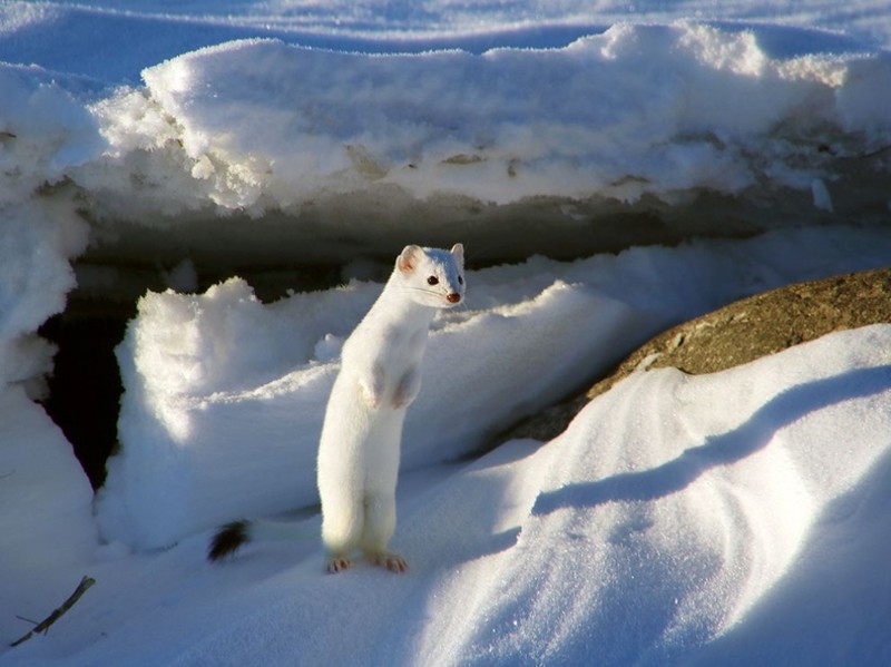 15 лучших кадров января от National Geographic