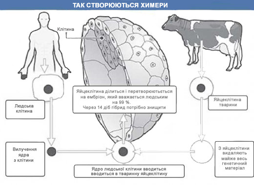 Создание химер. Химеры клеточная инженерия. Получение животных химер. Получение химер это метод ?. Организмы химеры.