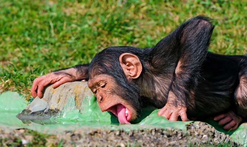 Шимпанзе и алкоголь