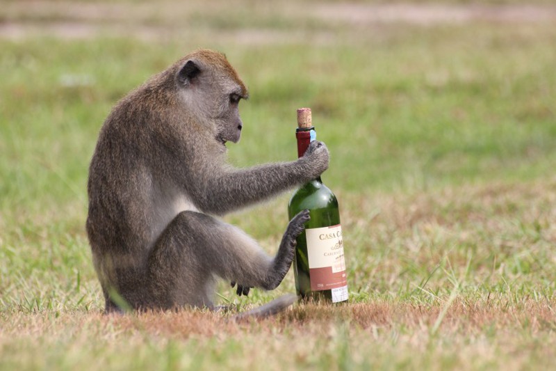 Шимпанзе и алкоголь