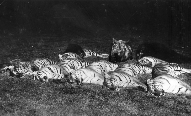 16. В то время, попкляция Индийского тигра составляла около 100 000. Сегодня это число составляет всего 2,500.