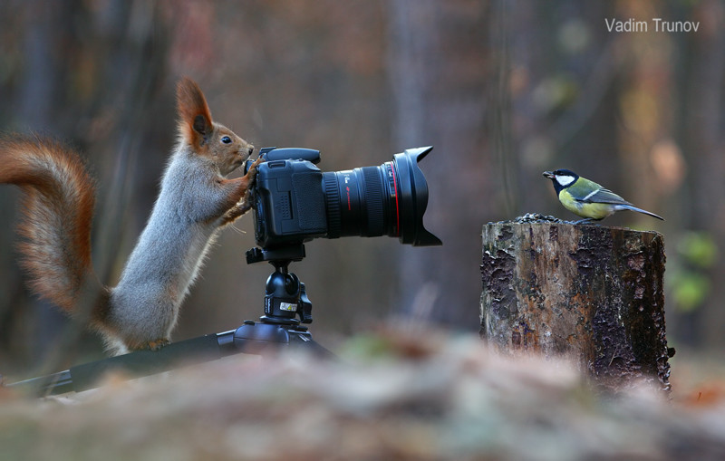 Белочка, сфотографируй меня!