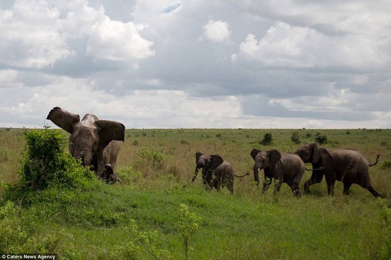 Карлик среди буйволов. Озеро буйвола Буденновск. Группа слонов.